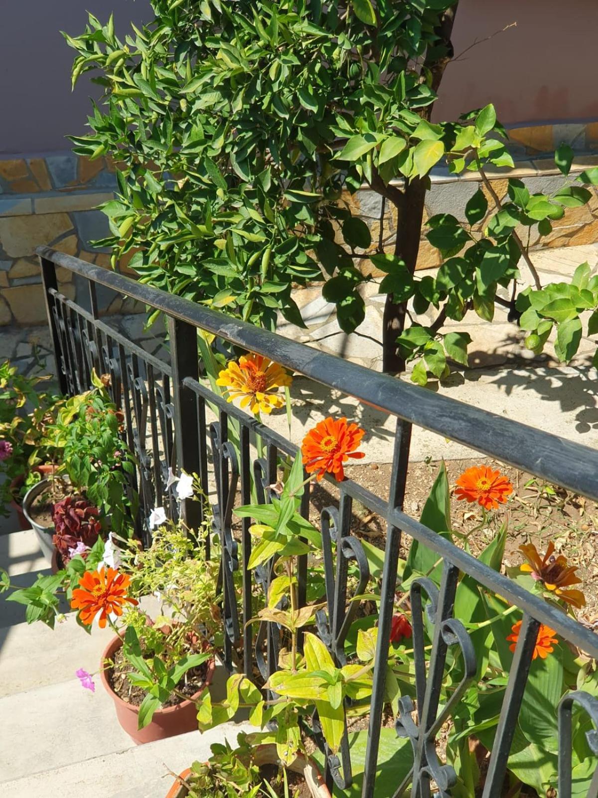 Sara Guesthouse Berat Dış mekan fotoğraf